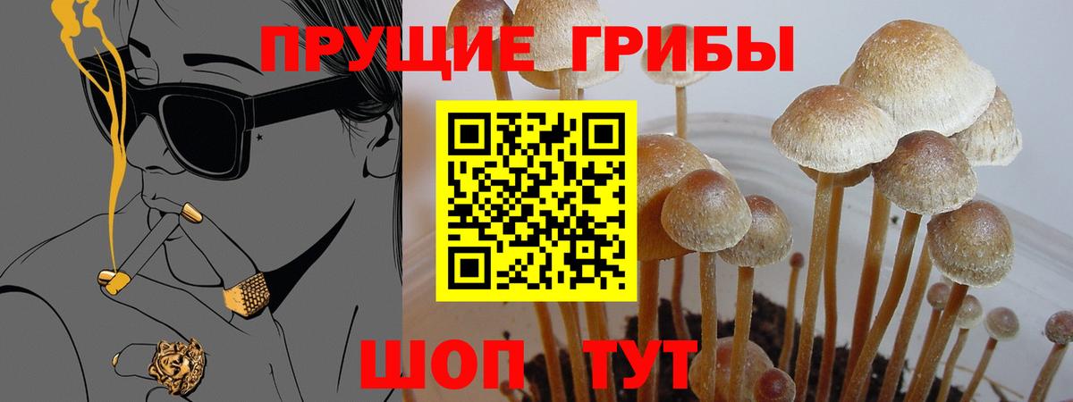 Галлюциногенные грибы Cubensis  Вход с VPN  Псилоцибиновые грибы Cubensis  Нижний Новгород 